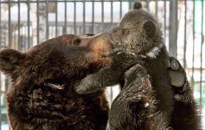 Paternit Oggi - Pap orso non la smette di riempire di coccole la sua piccola orsa di quattro mesi in uno zoo russo