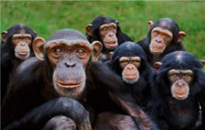 Paternità Oggi - La paternità rende più intelligenti: scimmie con più neuroni da quando sono papà