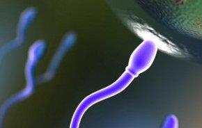 Paternità Oggi - Gli spermatozoi, crediamo di sapere tutto?
