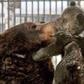 Pap orso non la smette di riempire di coccole la sua piccola orsa di quattro mesi in uno zoo russo