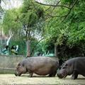 Cosa fare con i vostri figli: Bioparco, dove la natura diventa cultura - Roma