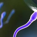 Gli spermatozoi, crediamo di sapere tutto?