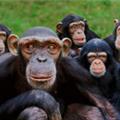 La paternità rende più intelligenti: scimmie con più neuroni da quando sono papà