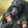 Scimpanzé: più sono amati da piccoli e più il loro cervello cresce e diventano intelligenti
