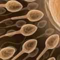 Infertilità maschile da ostruzione, col bisturi si può risolvere