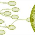 Arriva il Pillolo: dal 2012 un inibitore della mobilità degli spermatozoi