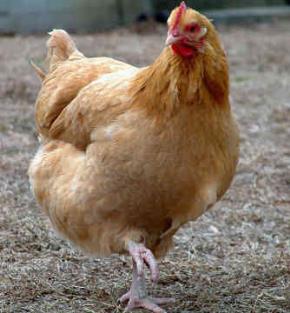 Paternit Oggi - Per anche le galline sono belle