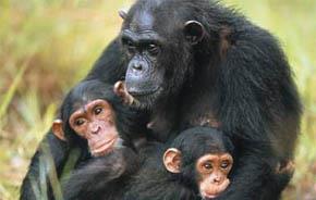 Paternità Oggi - Scimpanzé: più sono amati da piccoli e più il loro cervello cresce e diventano intelligenti
